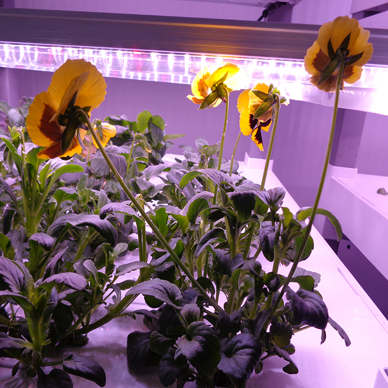 New Indoor Smart Vertical Hydr - Smart Garden Vertical 评论和价格