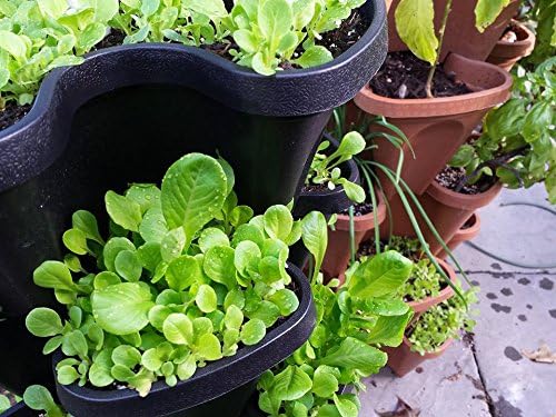 Smart Farm Automatic Self Wate - Smart Garden Vertical 评论和价格